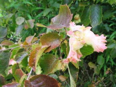 How to Grow Chestnuts and Hazelnuts and Why You Should Image